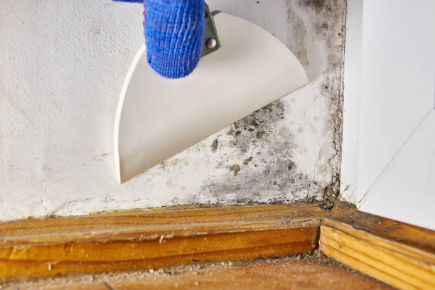Best Residential Mold Inspection & Testing  in Three Forks, MT